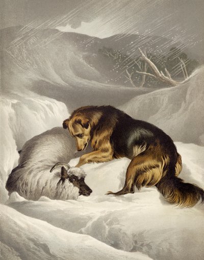 羊の救出 作： Edwin after Landseer
